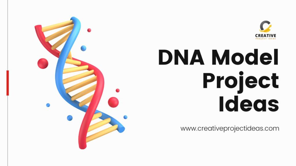 DNA Model Project Ideas