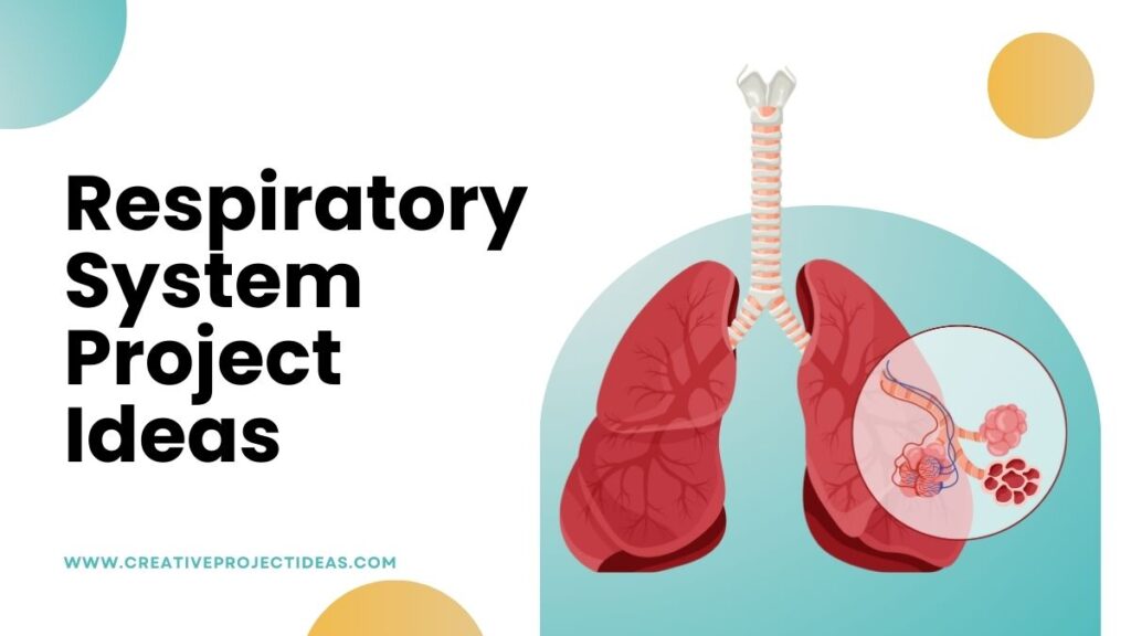 Respiratory System Project Ideas